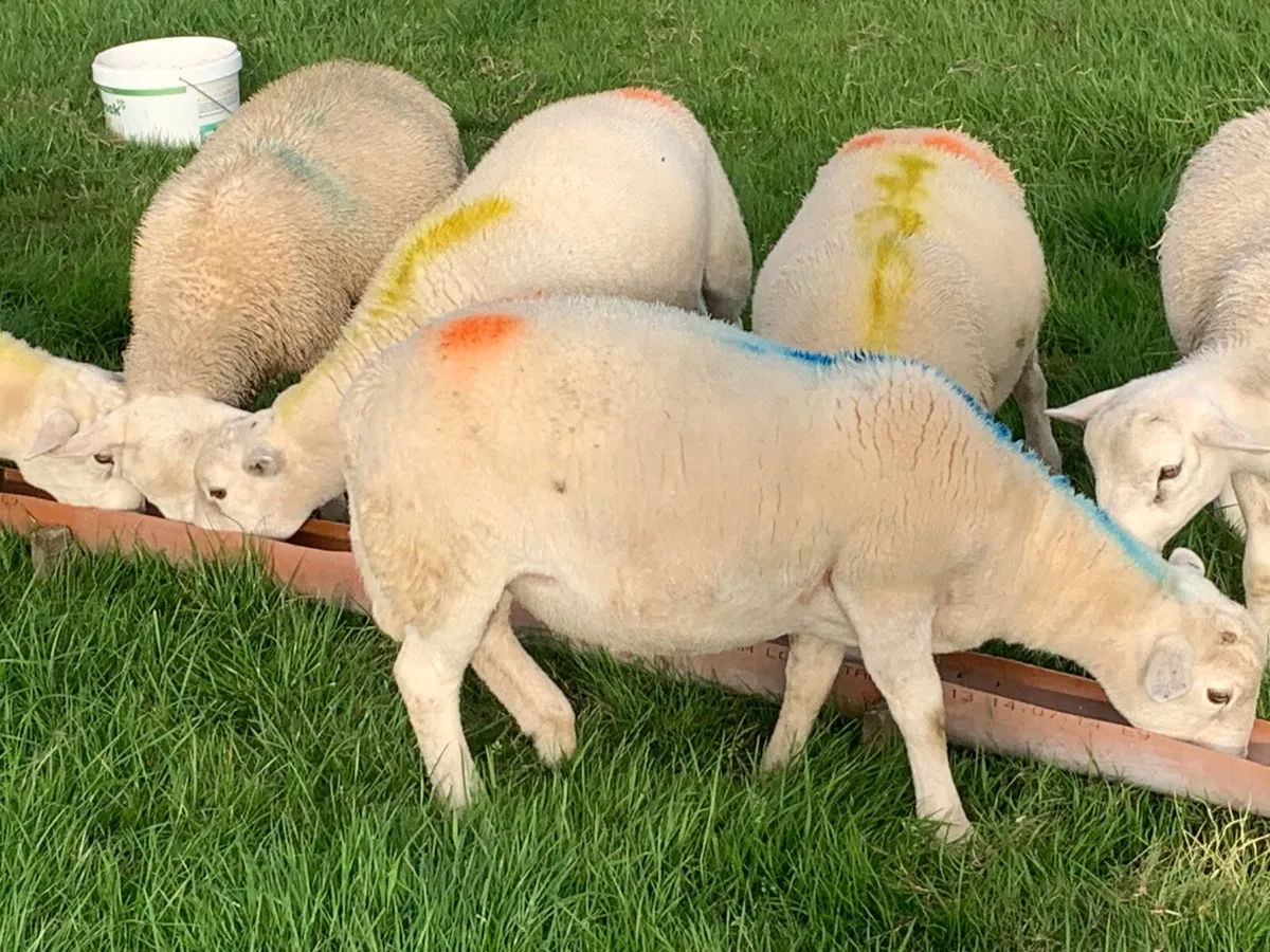 Sheep - Image 4