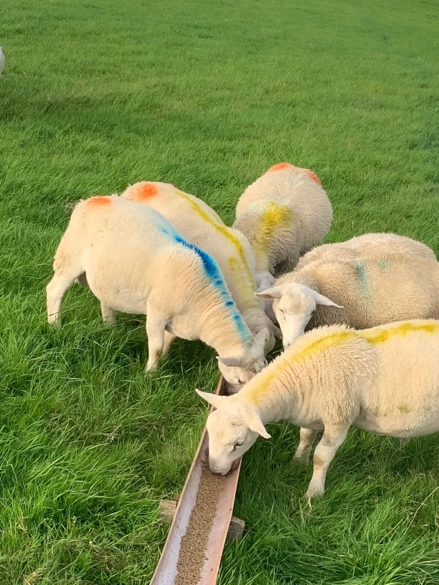 Sheep - Image 1