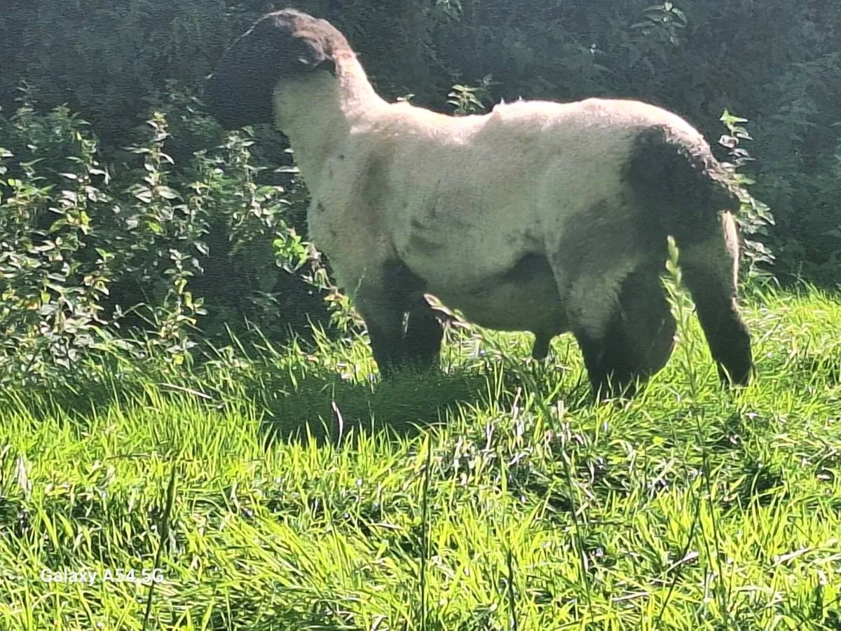 Aberfield and suffolk rams - Image 2