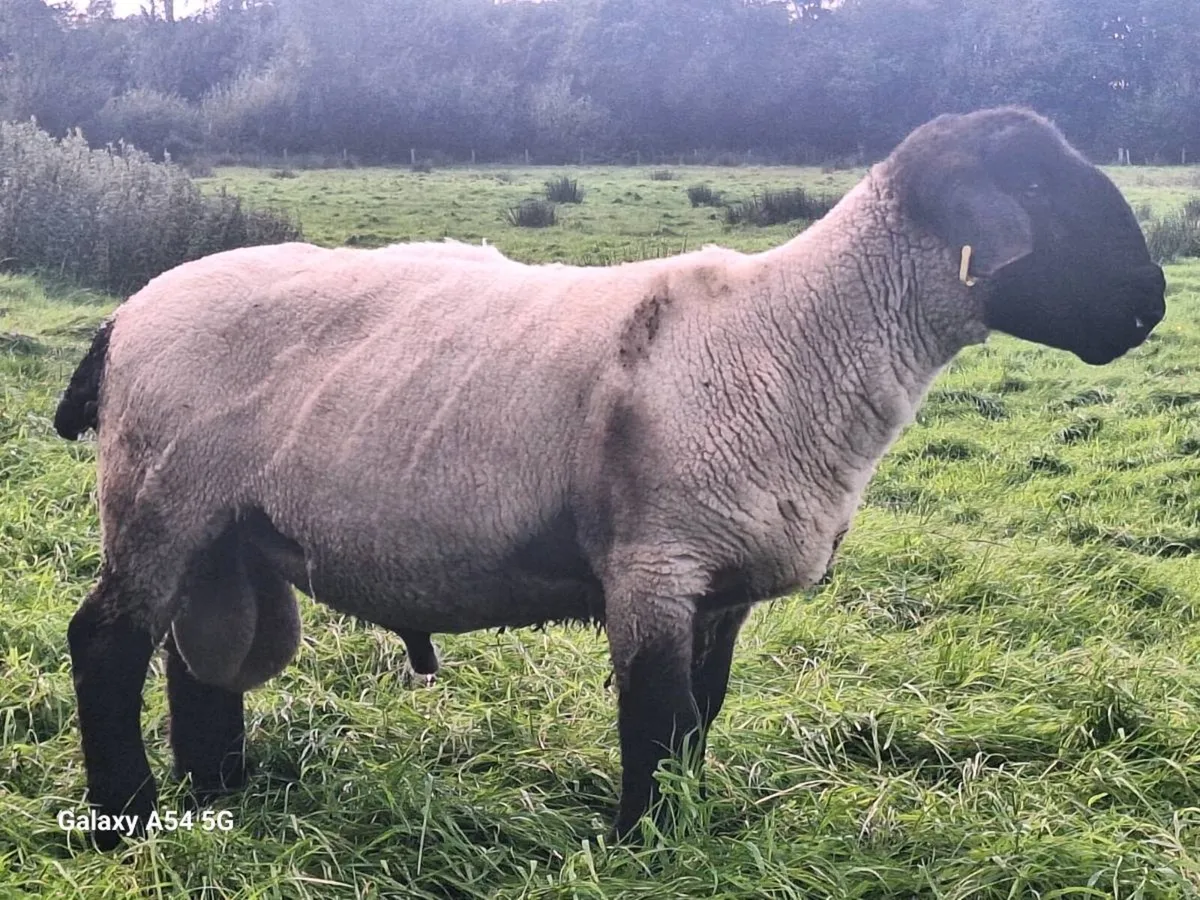 Aberfield and suffolk rams - Image 3