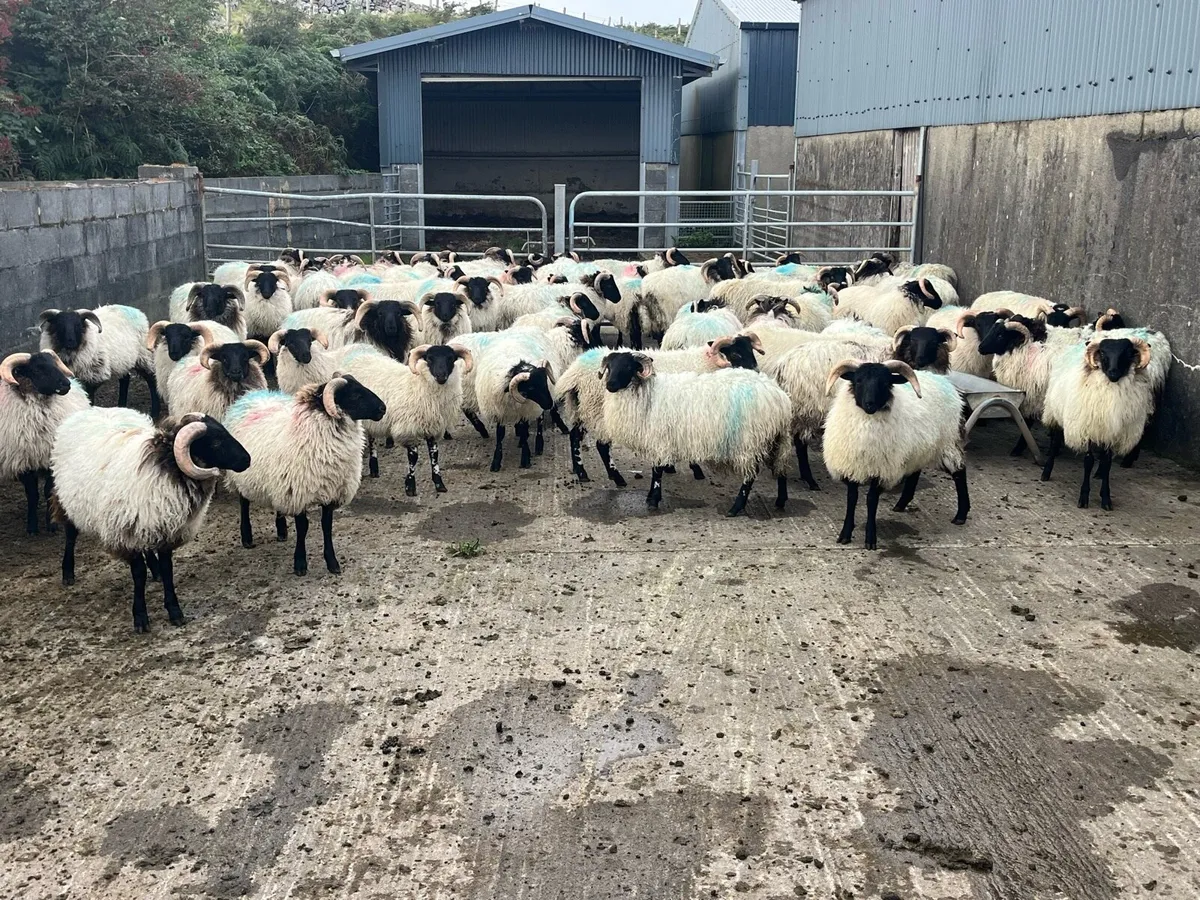 Lambs - Image 2