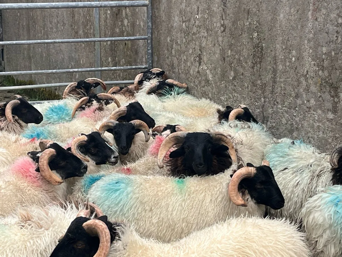 Lambs - Image 3