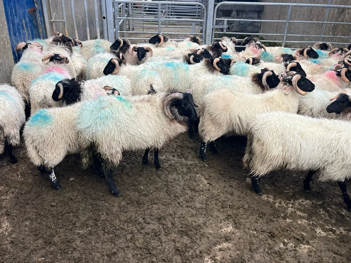 Lambs - Image 4