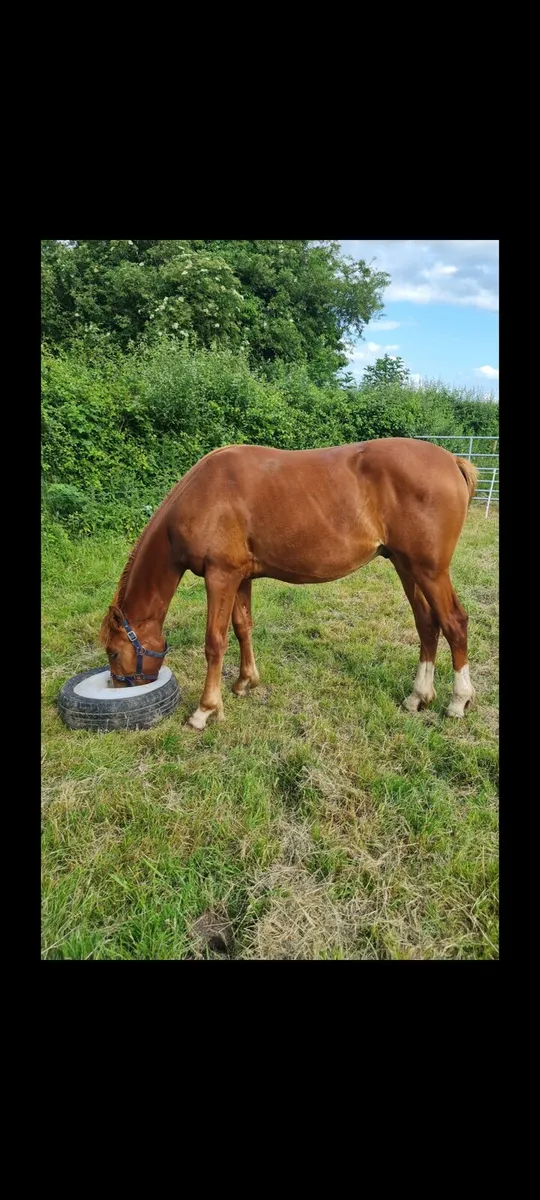 Horse - Image 4