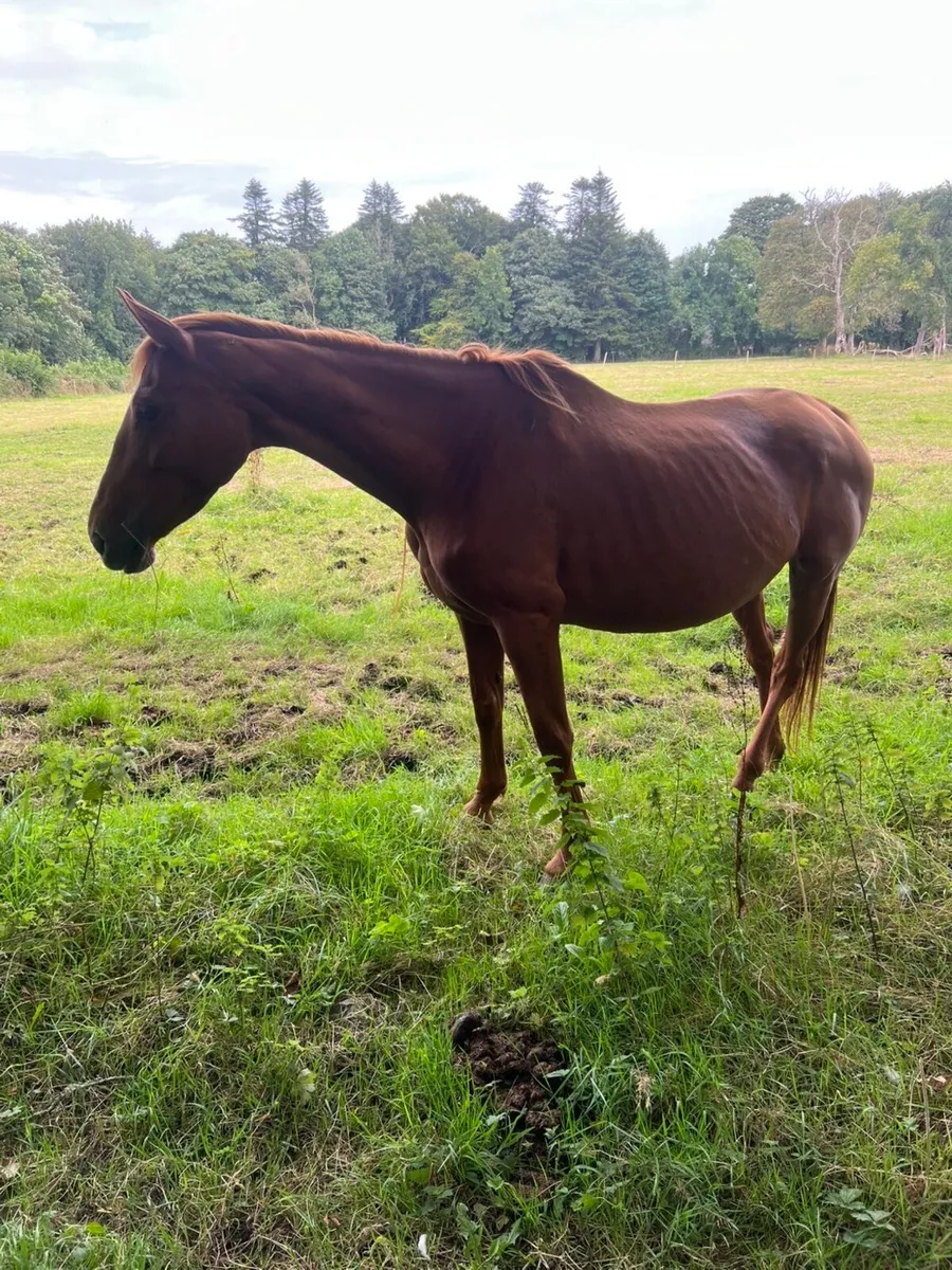 Brood mare