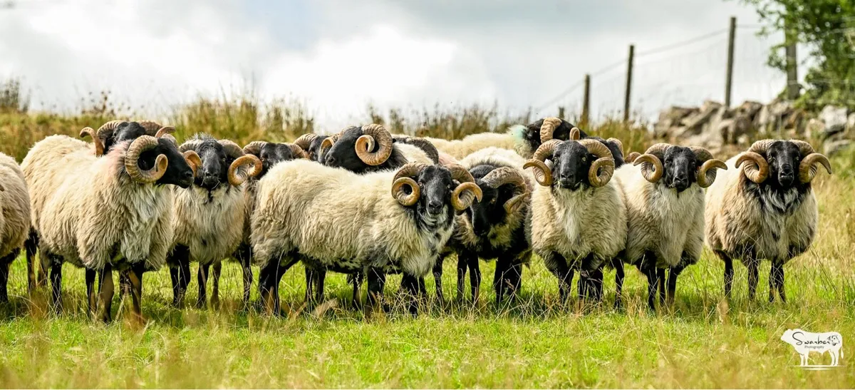 SIS Approved Mayo Connemara blackface hogget rams - Image 1