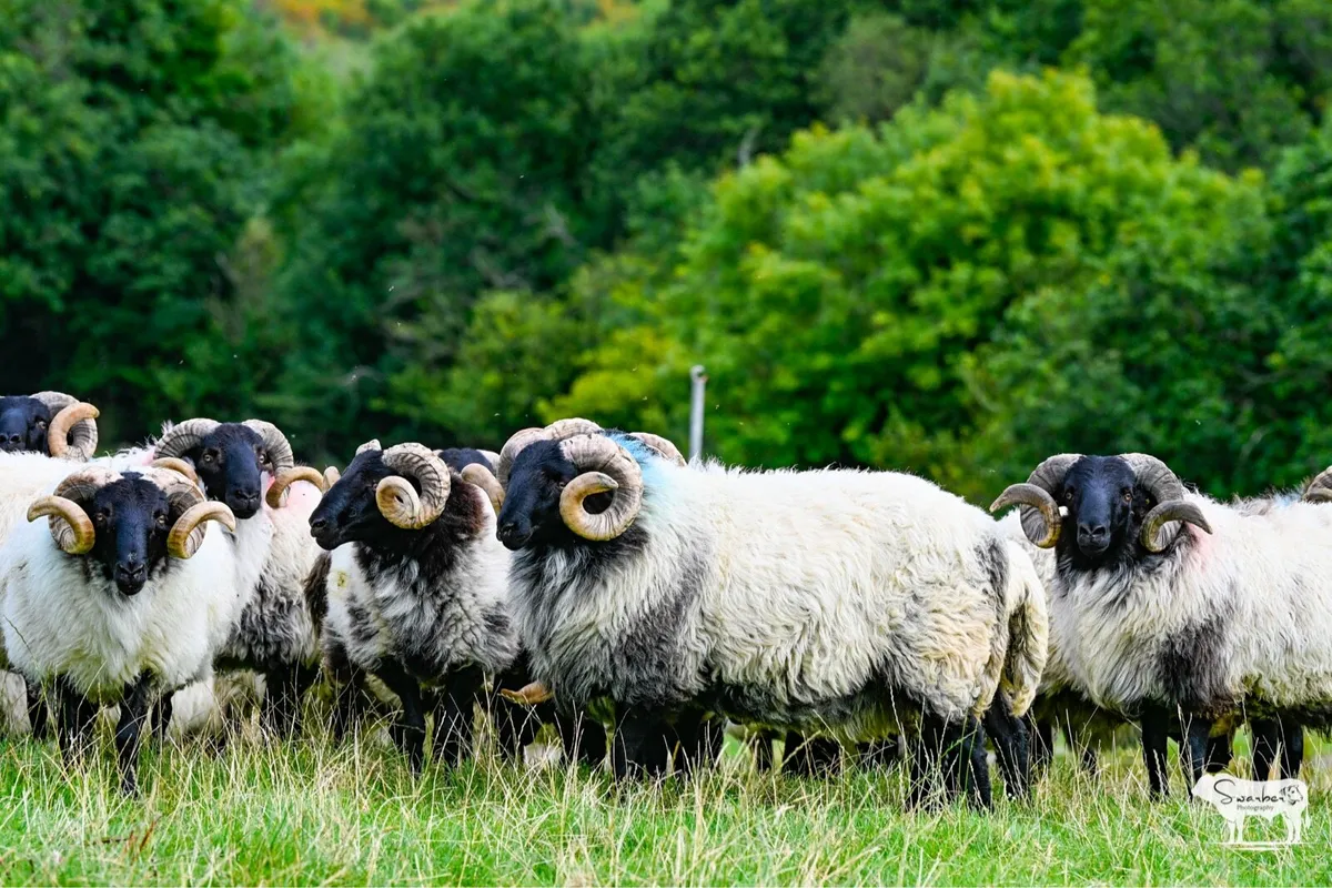 SIS Approved Mayo Connemara blackface hogget rams - Image 2