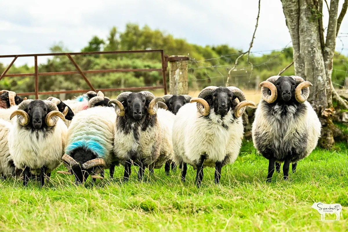 SIS Approved Mayo Connemara blackface hogget rams - Image 3