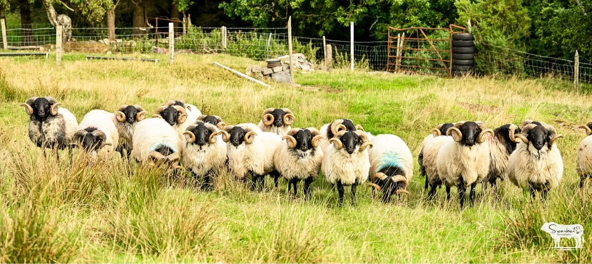 SIS Approved Mayo Connemara blackface hogget rams - Image 4