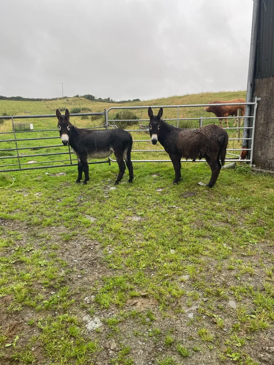 Donkeys - Image 1