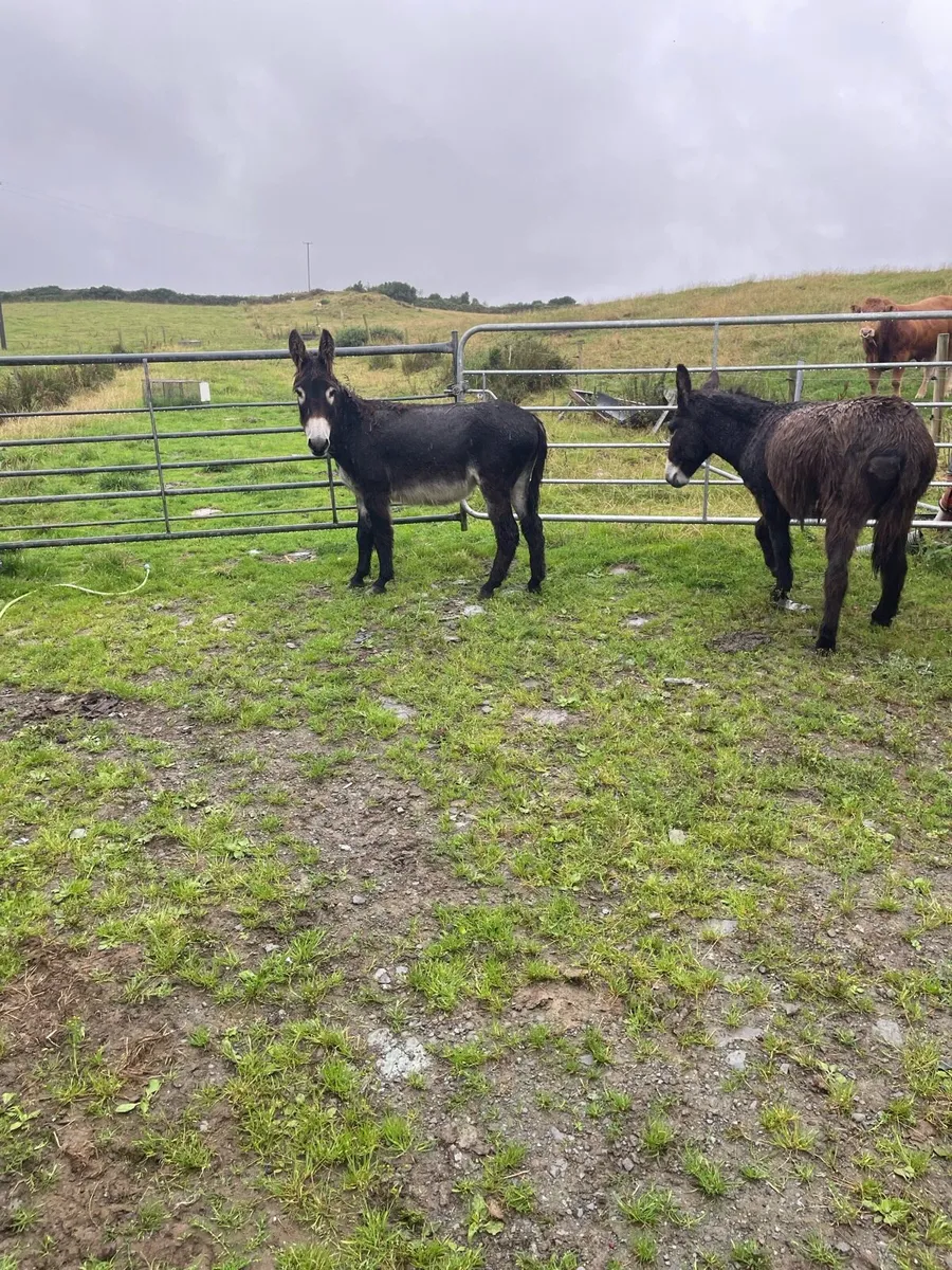 Donkeys - Image 2