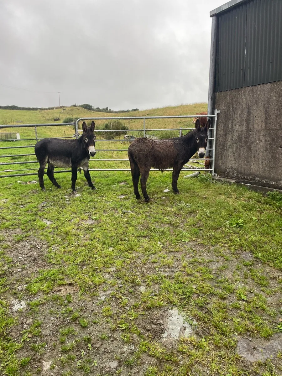 Donkeys - Image 3
