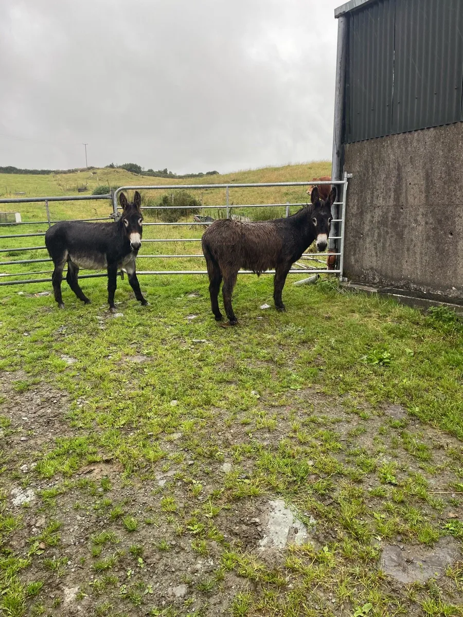 Donkeys - Image 4