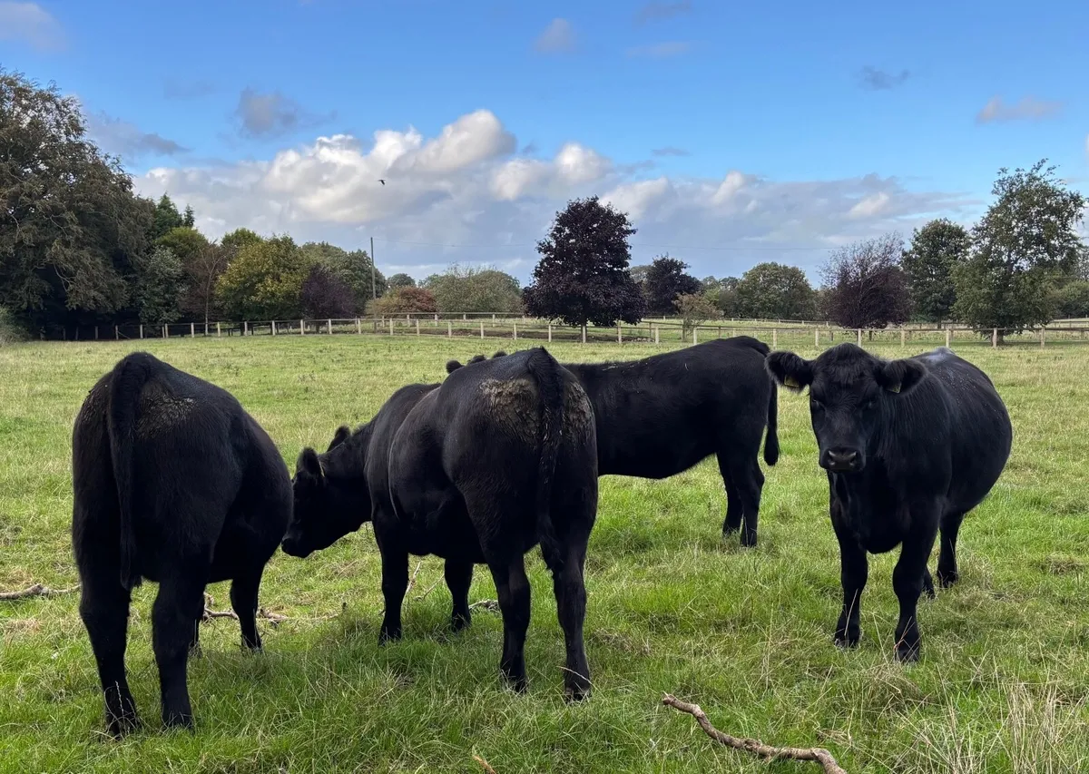 PB Angus Heifer - Image 1