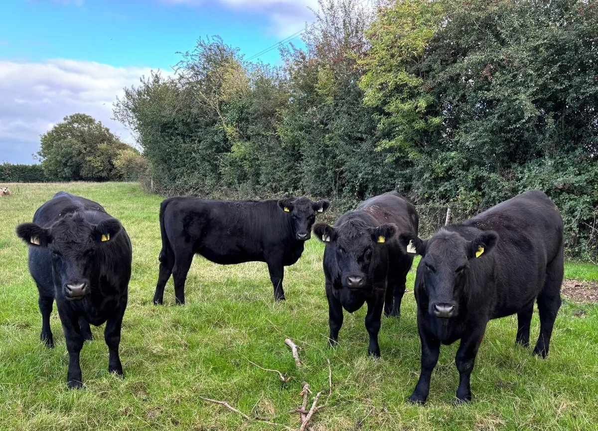 PB Angus Heifer - Image 2