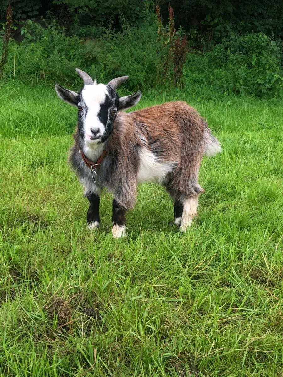 Pygmy bucks - Image 1