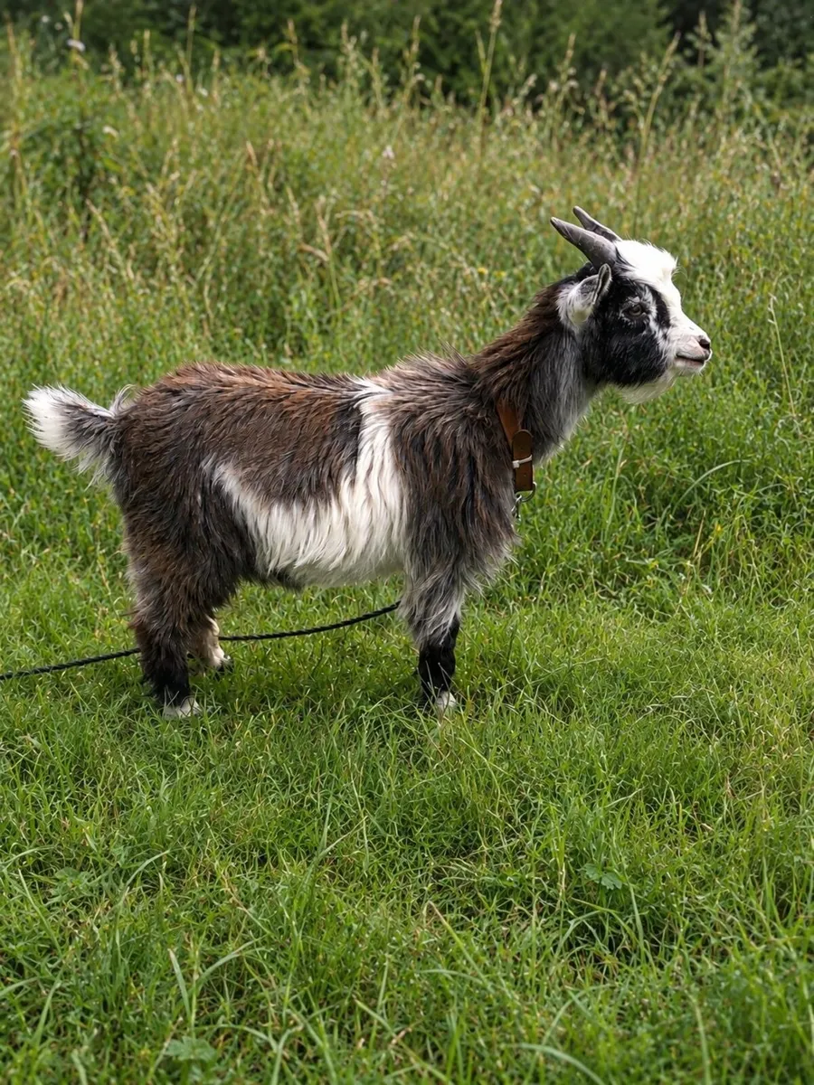 Pygmy bucks - Image 2