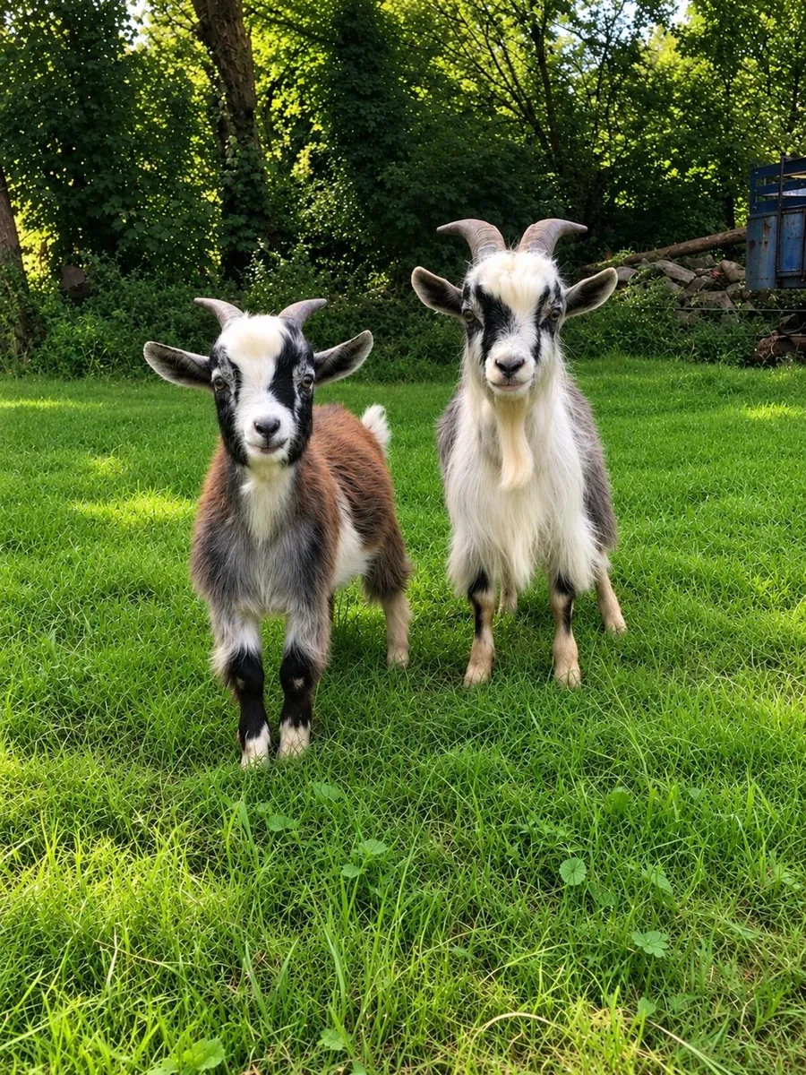 Pygmy bucks - Image 3
