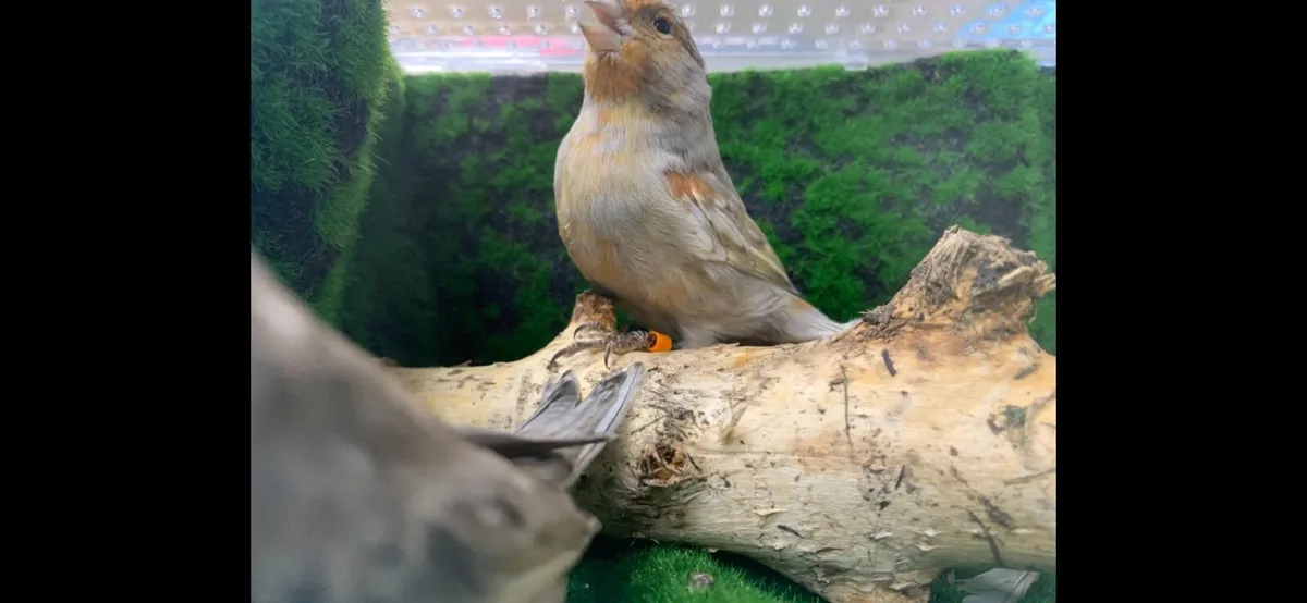 New Colour canaries - Image 4