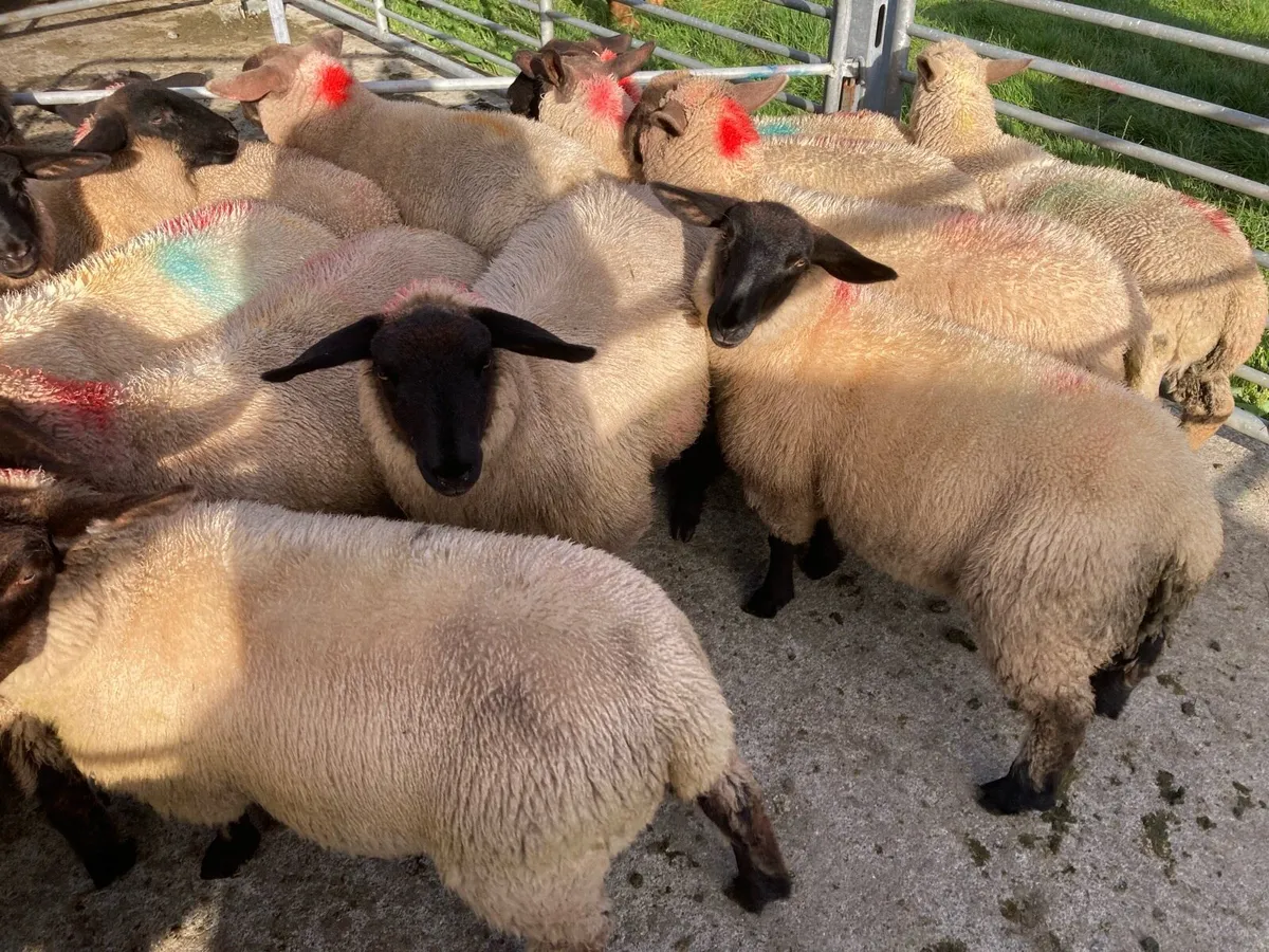 Ewe Lamb’s Suffock - Image 4