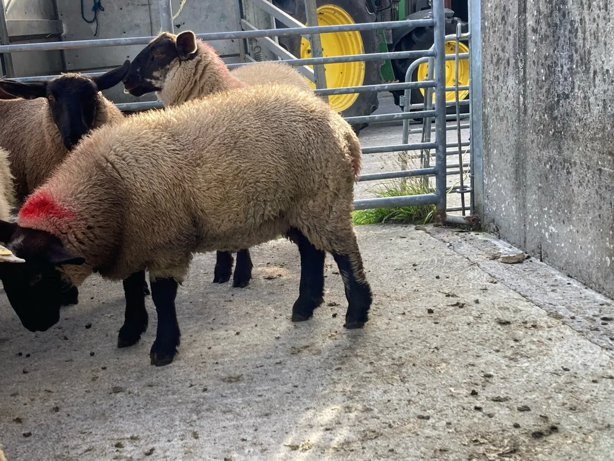 Ewe Lamb’s Suffock - Image 2