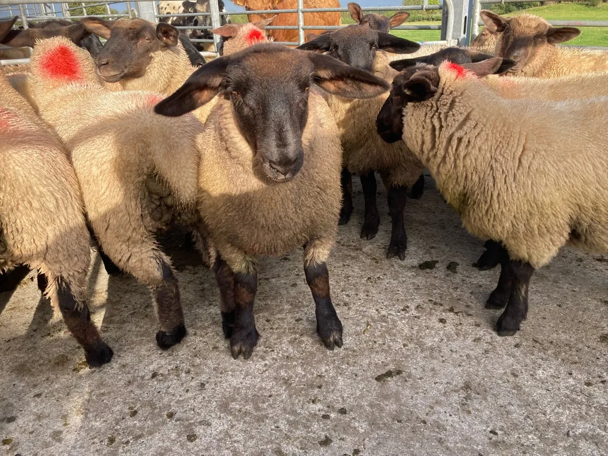 Ewe Lamb’s Suffock - Image 3