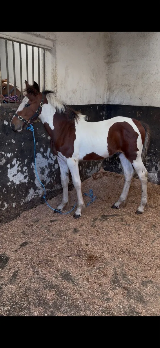 Half bred colt - Image 1