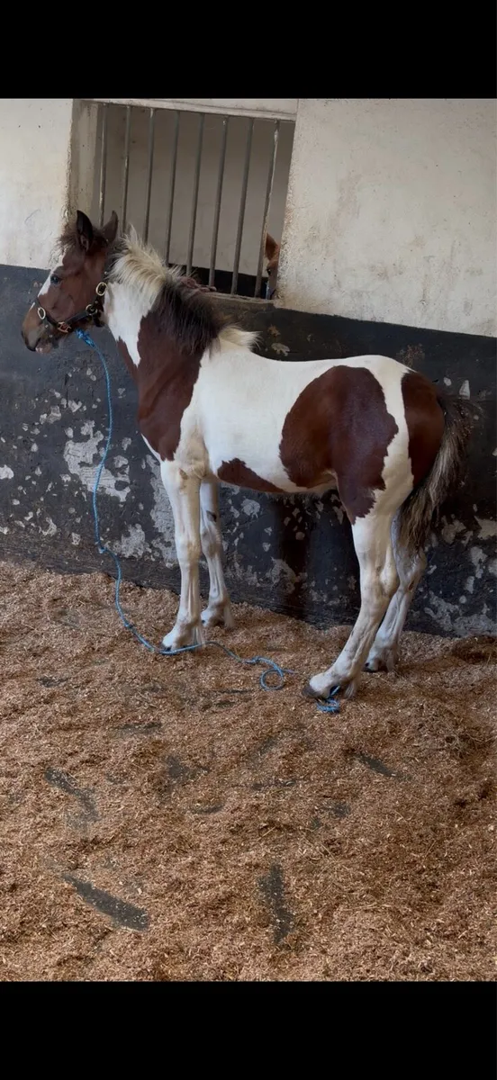 Half bred colt - Image 2