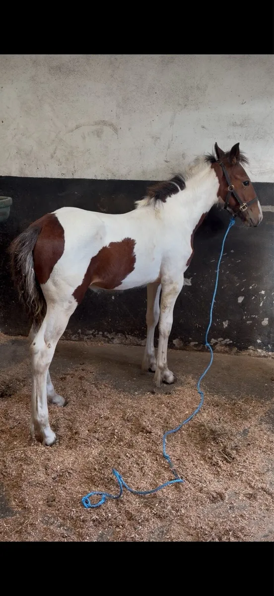 Half bred colt - Image 3