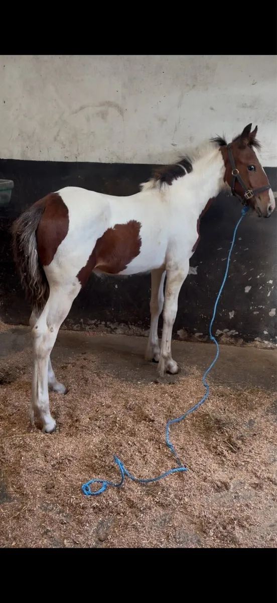 Half bred colt - Image 4