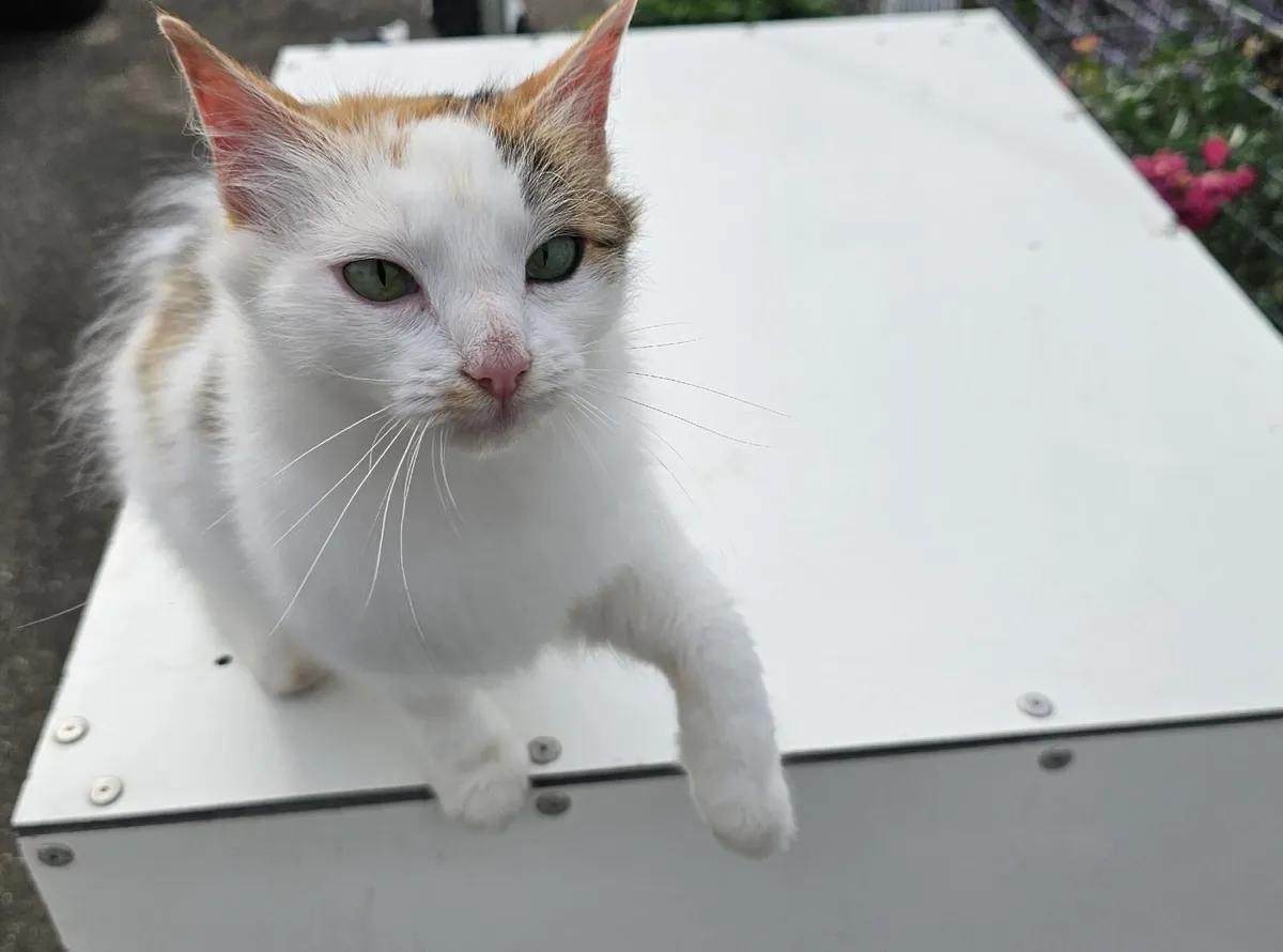 Adult cat (nutered) - Image 2