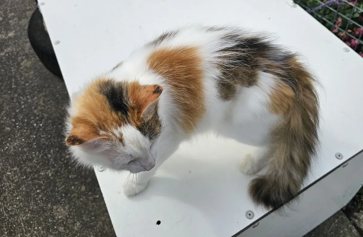 Adult cat (nutered) - Image 3