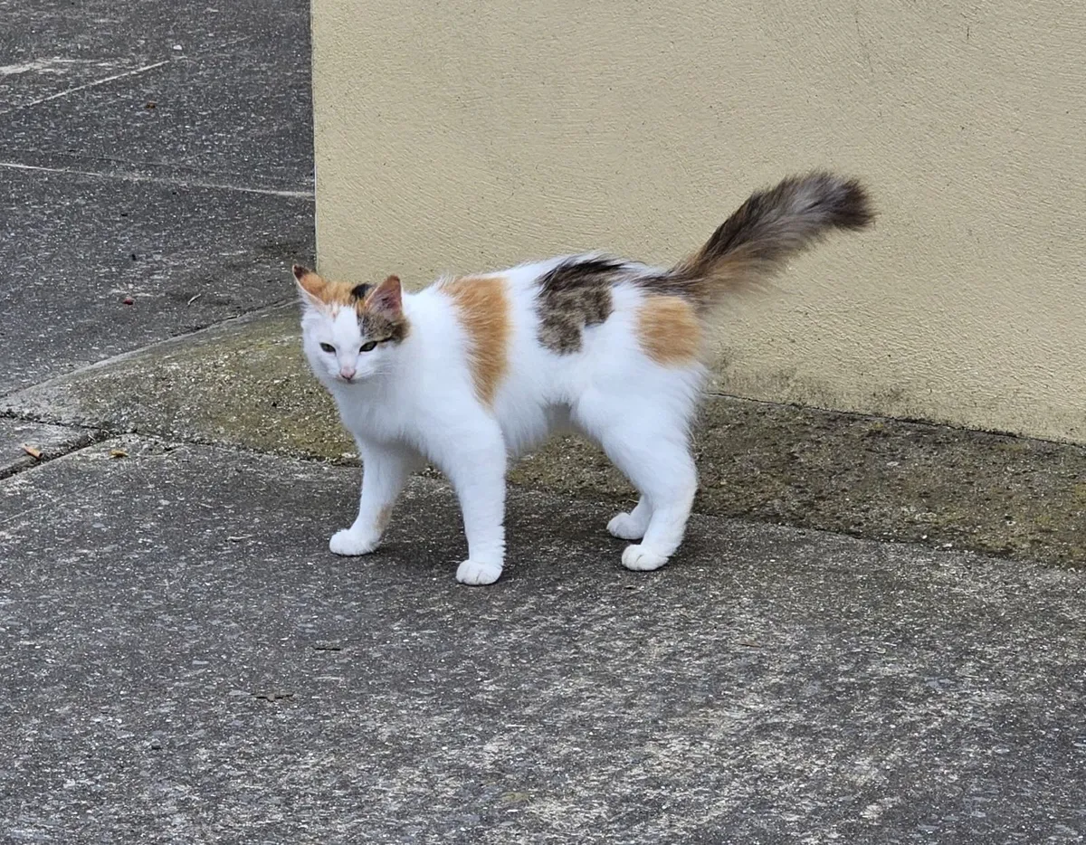 Adult cat (nutered) - Image 1