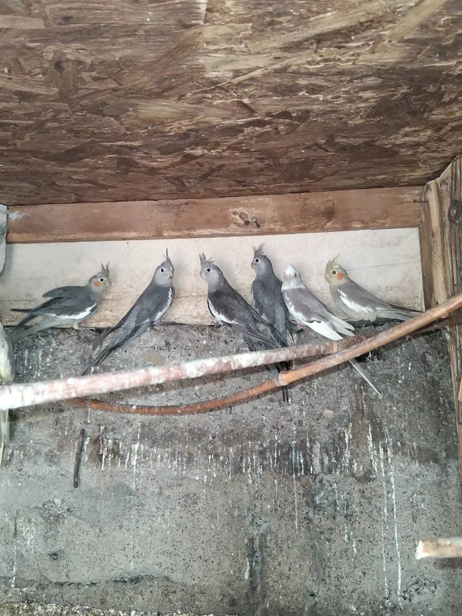 Birds - Image 2