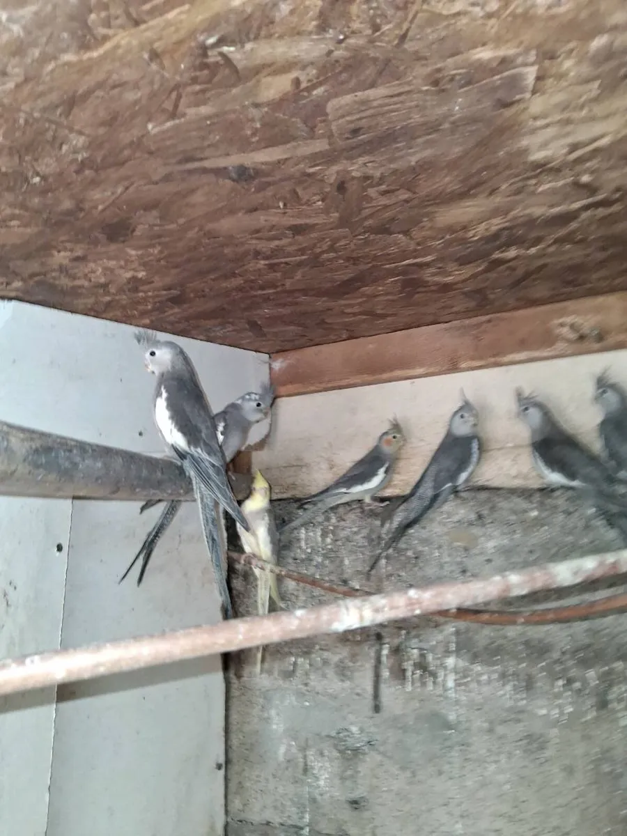 Birds - Image 3