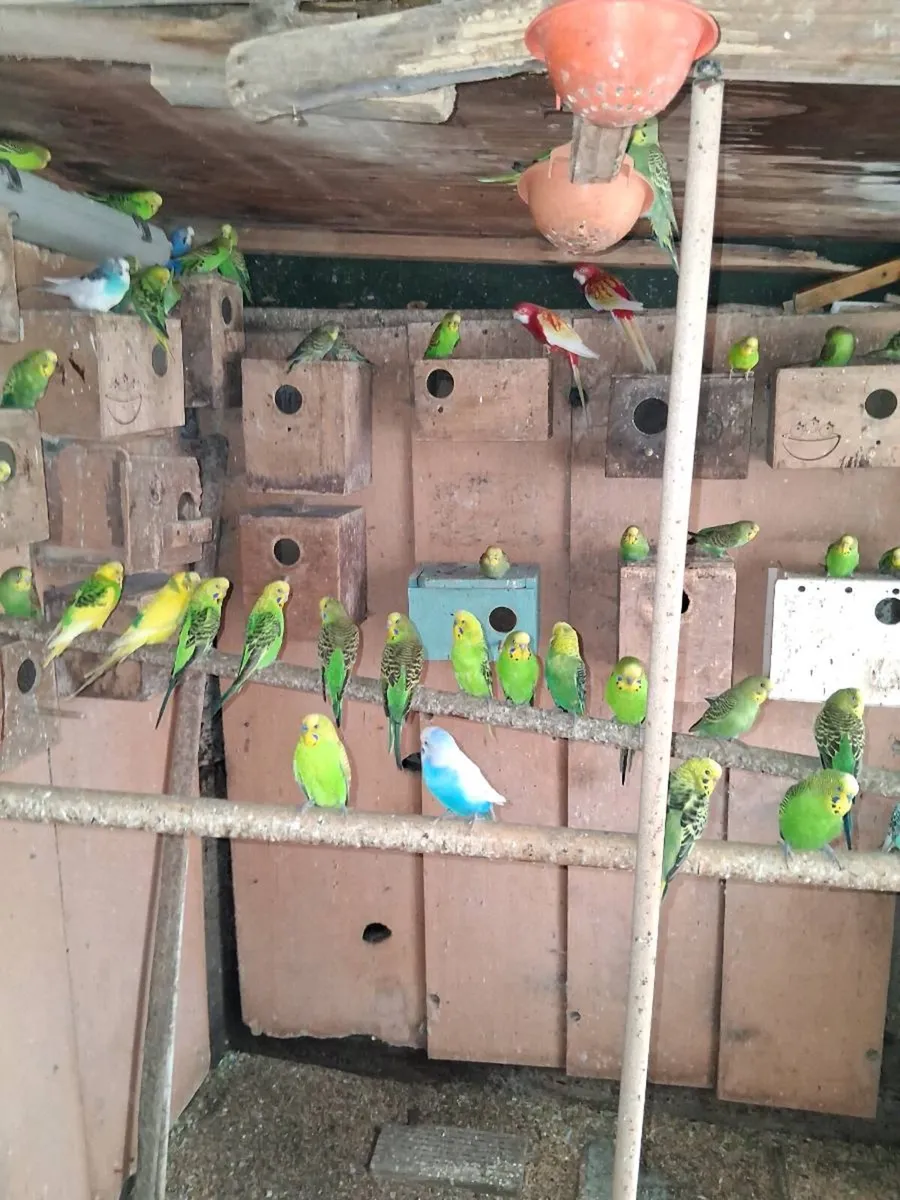 Birds - Image 4