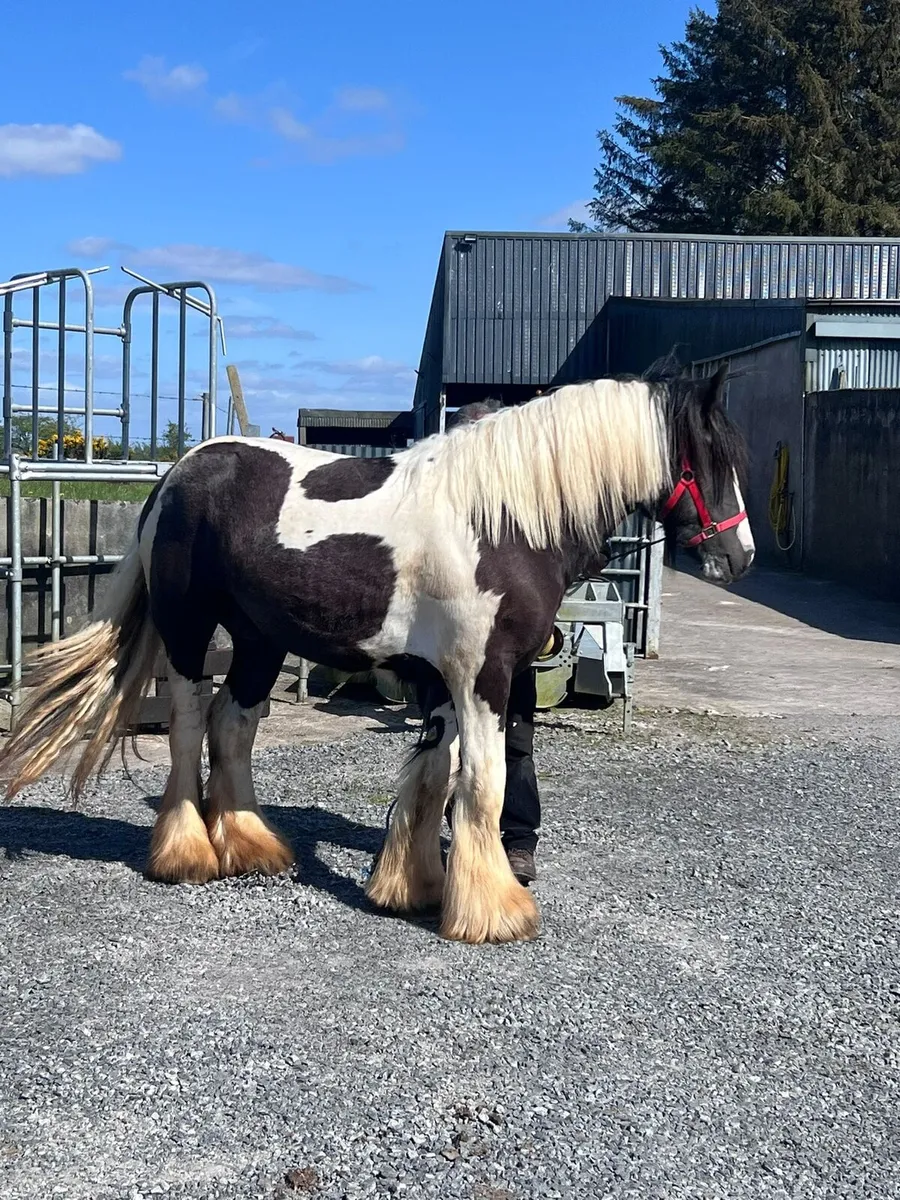 Cob Stallion - Image 1