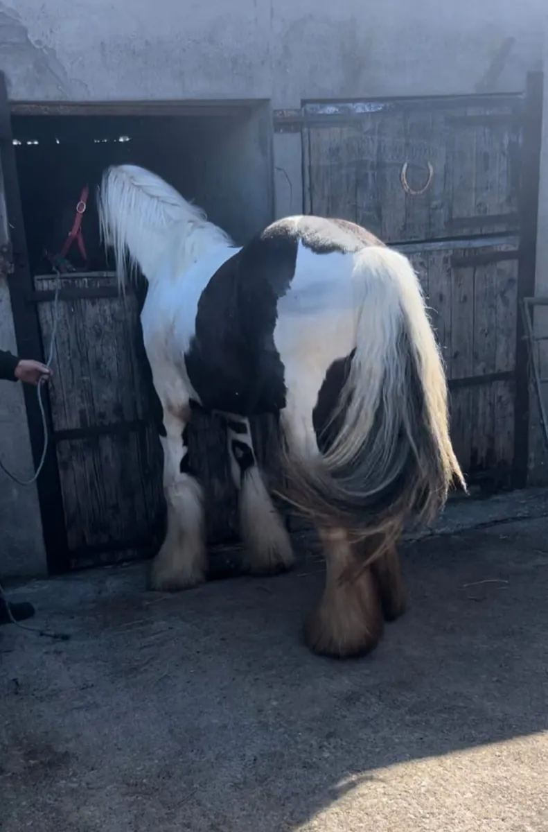 Cob Stallion - Image 3