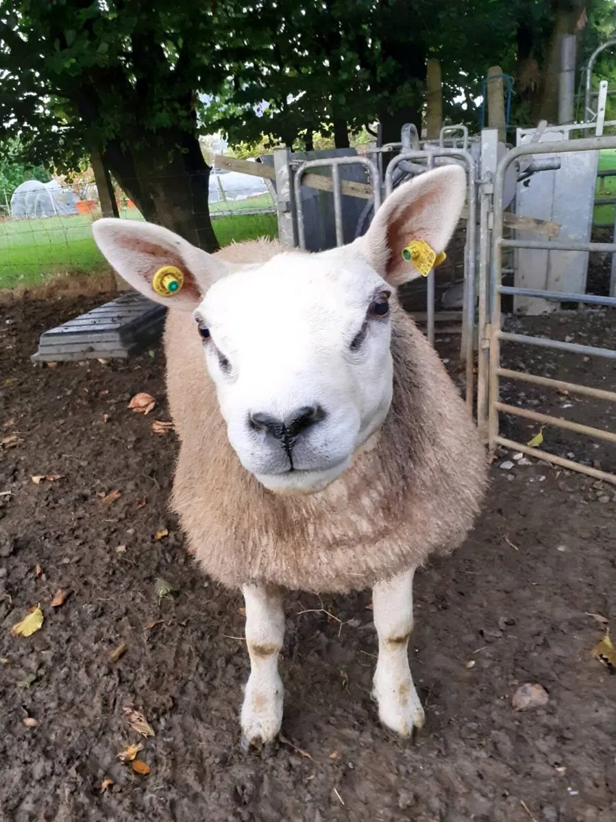 6  Ram Lamb. - Image 2