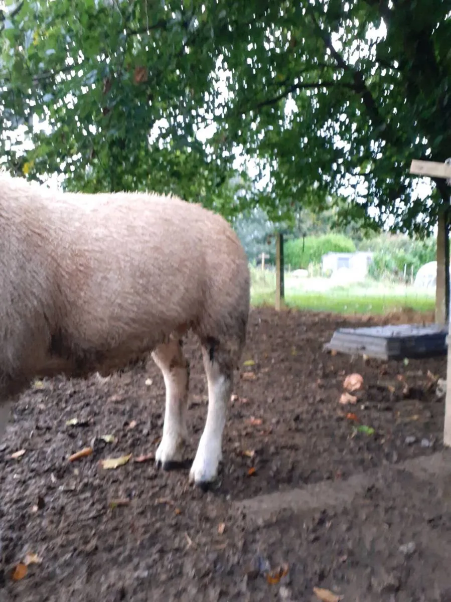 6  Ram Lamb. - Image 3