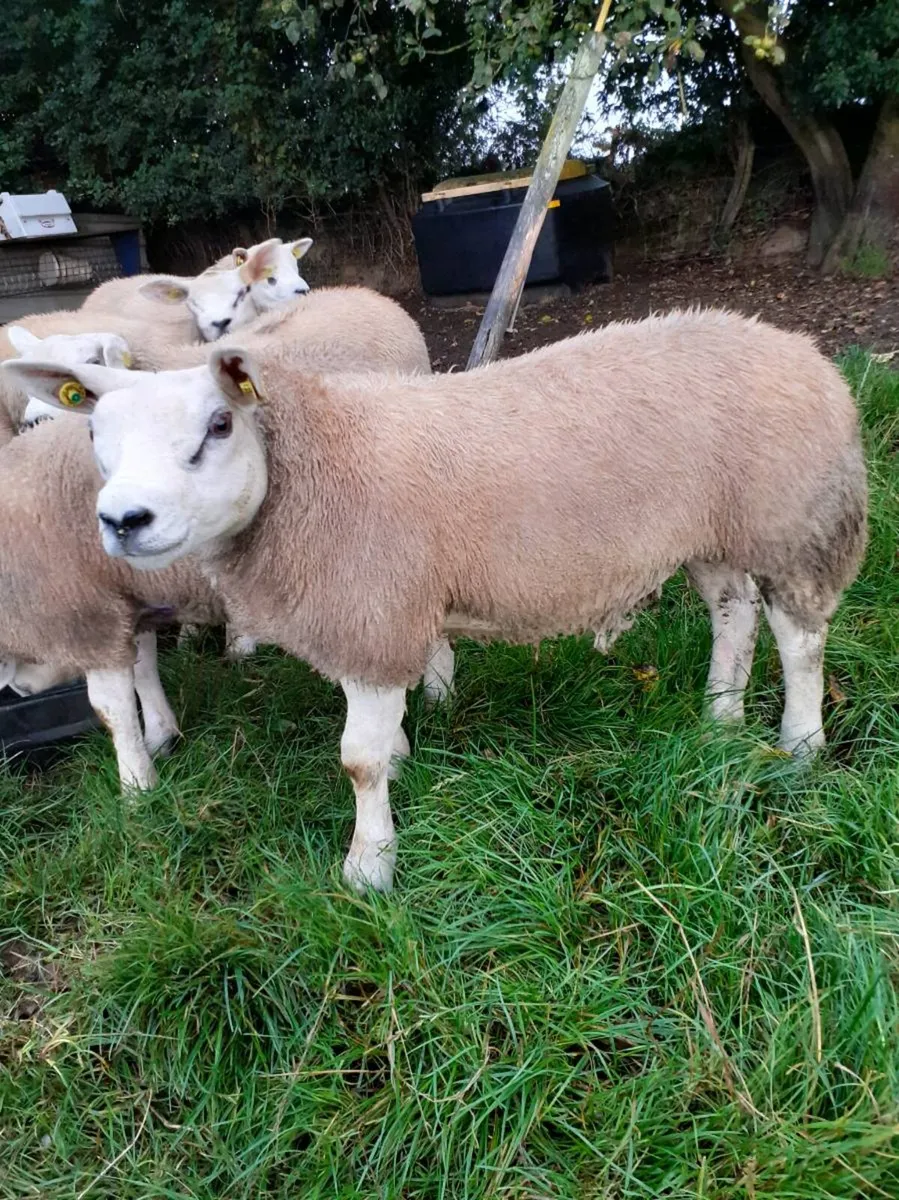 6  Ram Lamb. - Image 4