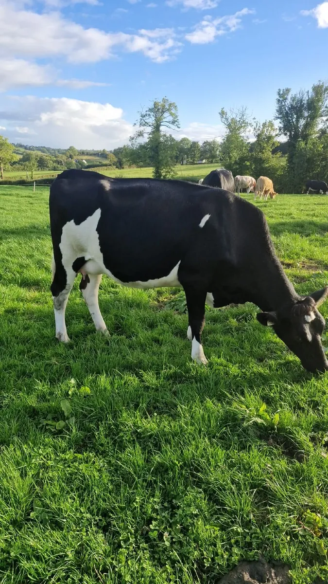 Spring Dairy Heifer - Image 1