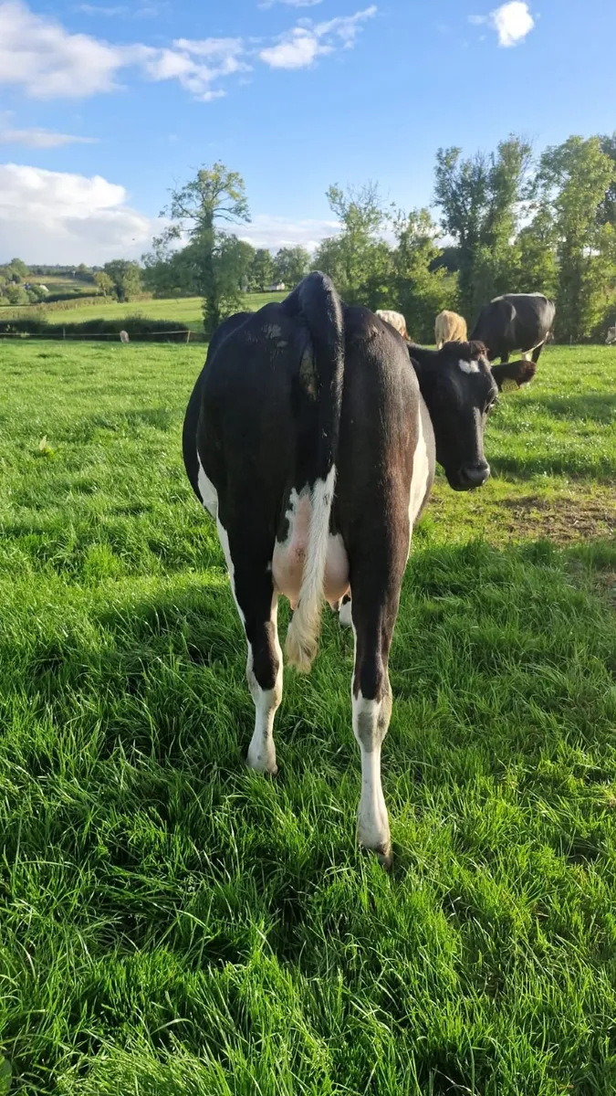 Spring Dairy Heifer - Image 2