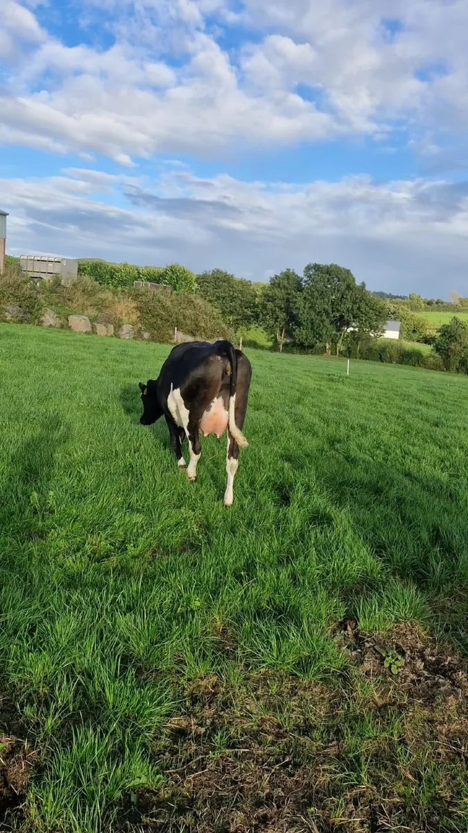 Spring Dairy Heifer - Image 3