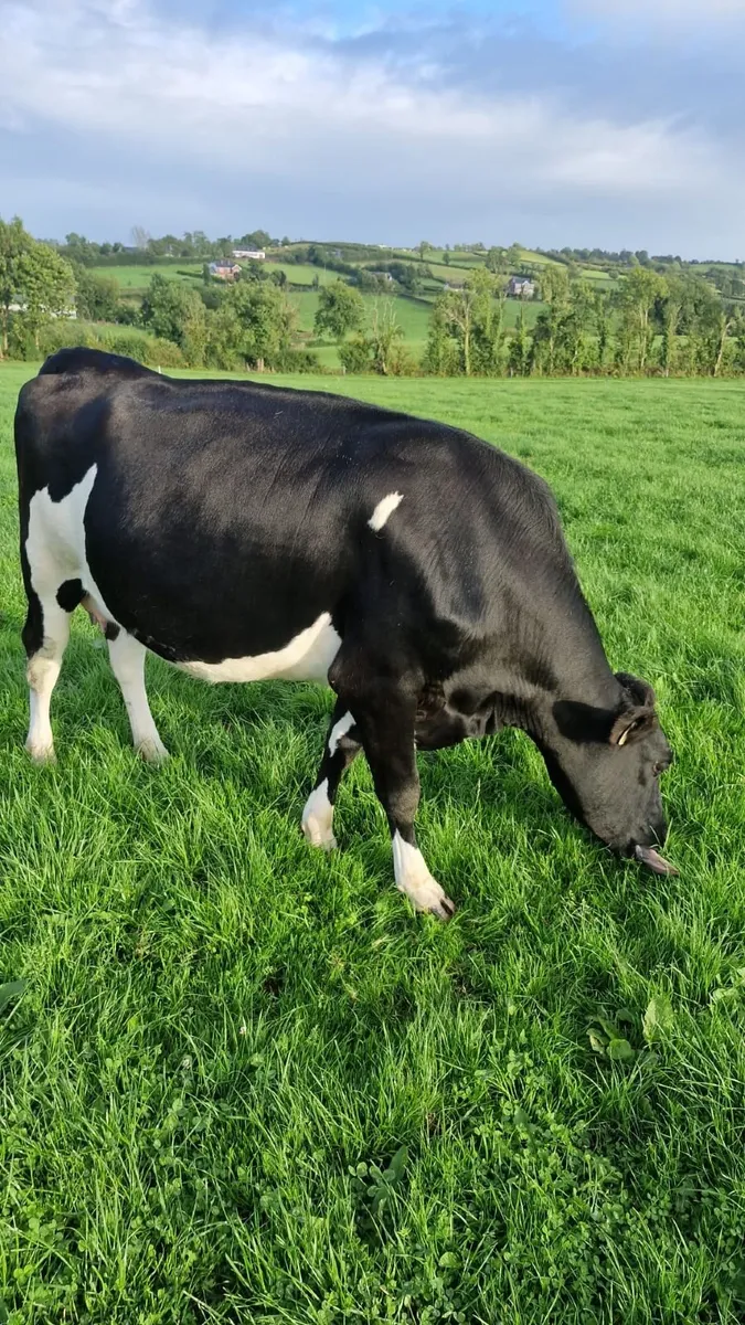Spring Dairy Heifer - Image 4