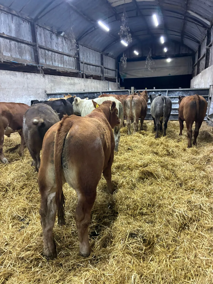 Forward lim and Charolais bullocks - Image 2