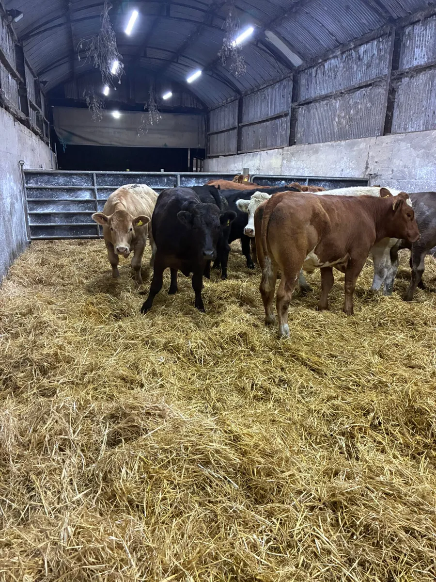 Forward lim and Charolais bullocks - Image 3
