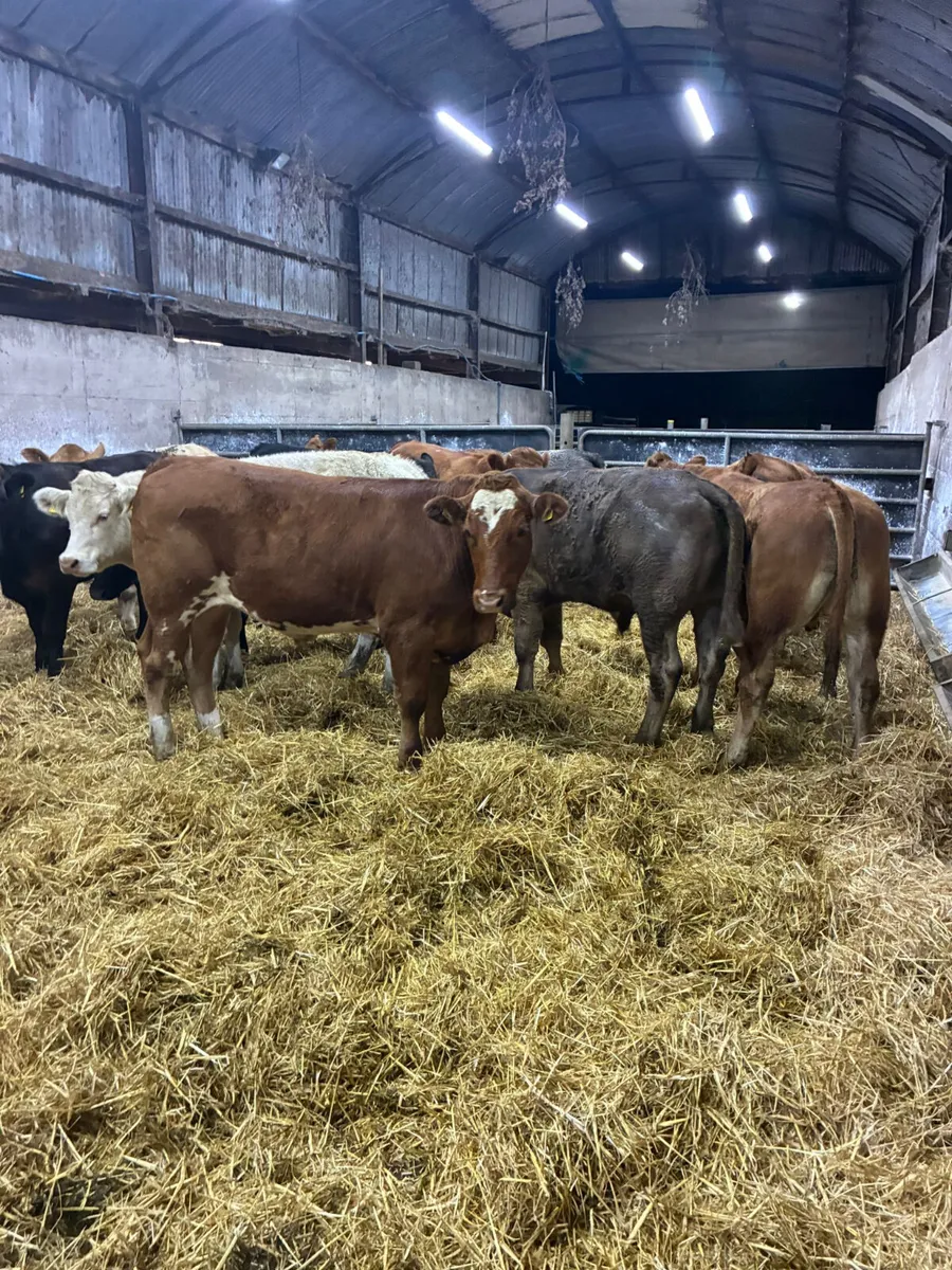 Forward lim and Charolais bullocks - Image 1