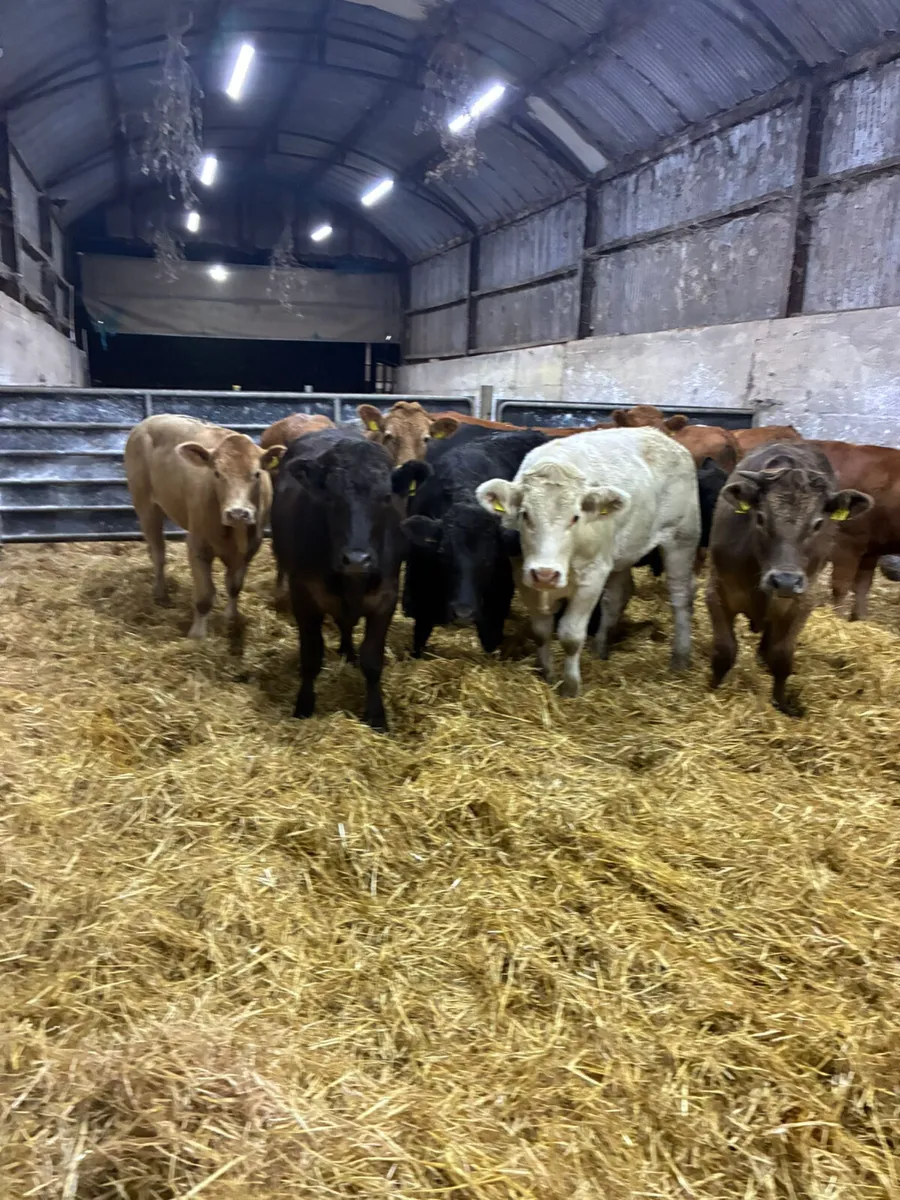 Forward lim and Charolais bullocks - Image 4