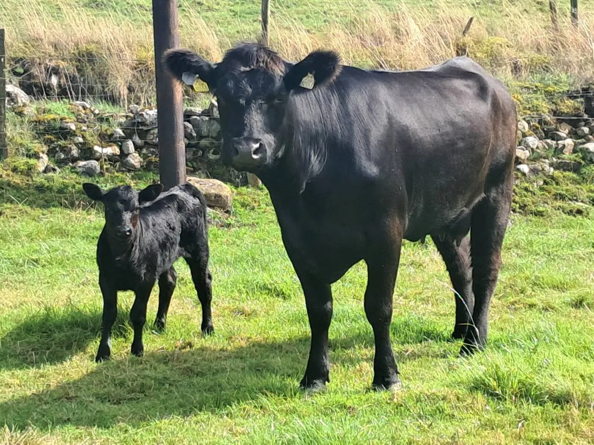 P.B.Reg Aberdeen Angus - Image 2